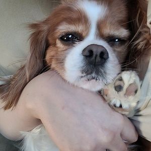 Meet your Posher, Clara